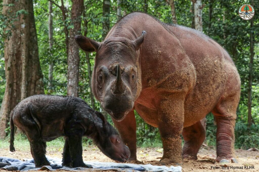 Badak Sumatera Kembali Lahir di TN Way Kambas