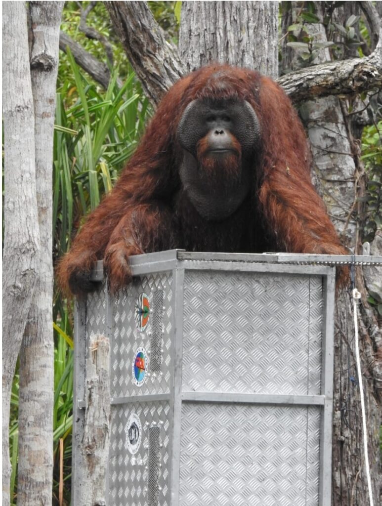 Tiga Belas Orangutan Dilepasliarkan Bertahap di TN Tanjung Puting