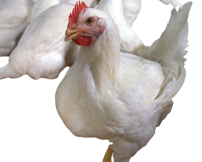 Tingginya Harga Ayam Membuat Pedagang Nasi Mengalami Penurunan Omzet